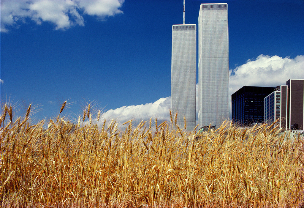 Wheatfield, Blue Sky, World Trade Center, 1982