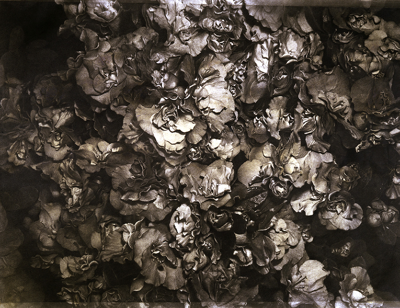 Azalea, 1970