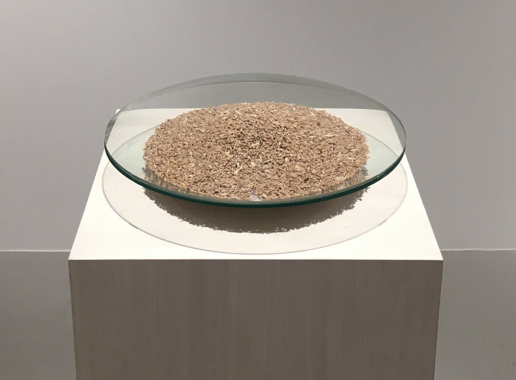 Agnes Denes, Wheat Seeds